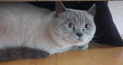 Aus Köln BKH Bluepoint Deckkater