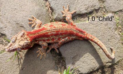 Rhacodactylus auriculatus Höckerkopfgeckos für HAMM