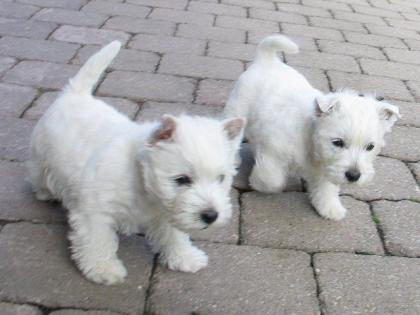 Coco westie highland terrier