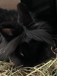 Blacky, Zwergkaninchen