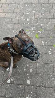 Pit-Staff-Mix sucht dringend neues Zuhause oder Pflegestelle