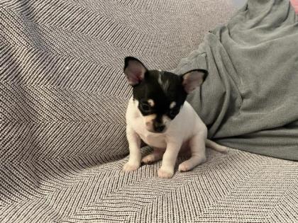 Chihuahua Welpen 3 Rüden Reinrassig