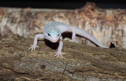 Leopardgecko Weibchen aus 2022