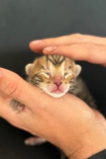 Toyger Kätzchen mit Stammbaum