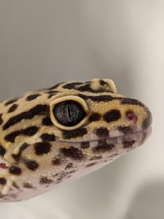 Leopardgecko aus Rostock 24. 11. 2024