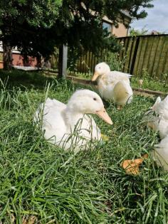 Junge Aylesburyenten / Enten Erpel suchen ein Zuhause