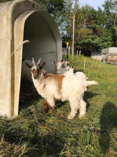 Walliser Ziegen Bock, Ziegenbock