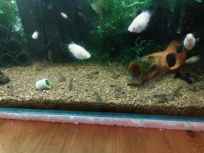 Corydoras similis Nachzuchten