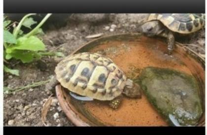 Griechische Landschildkröten Nz von 2021