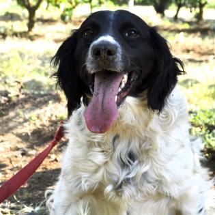 Angel / Status sucht ein Zuhause