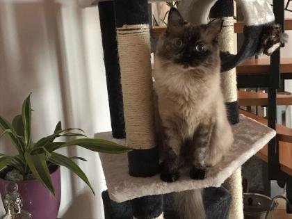 2 Perser Ragdoll Katzen