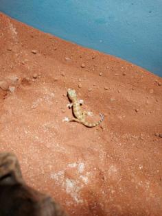 LichtensteinsDünnfingerGecko