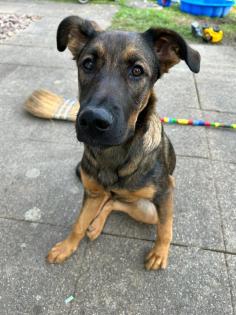 Malinois Schäferhund Boxer Mischling