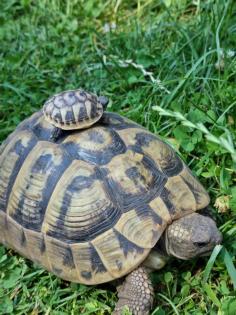 Griechische Landschildkröten THB