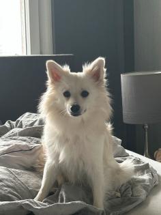 Deutscher Spitz W 14Monate alt. Gut erzogen