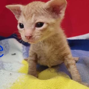 Süße Sphinx kitten