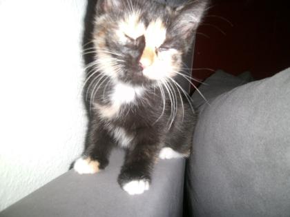 5 Katzenbabys suchen liebevolles zuhause