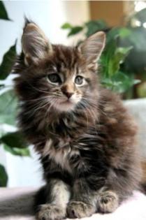 Maine Coon / Amerikanische Waldkatzen