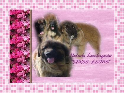 Tiere webdesing