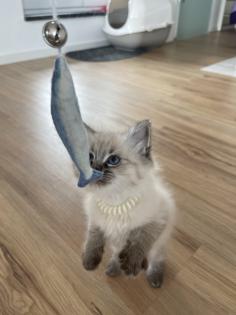 5 super süße Neva Masquarade Babys