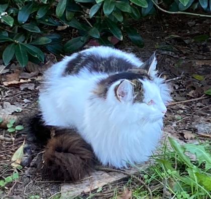 Norwegische Waldkatze Nuncio