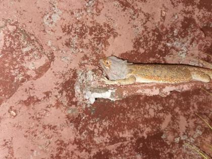 Bartagamen Männchen sucht Weibchen