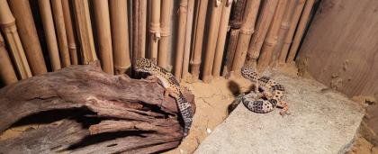 2 Leopardgeckos weiblich