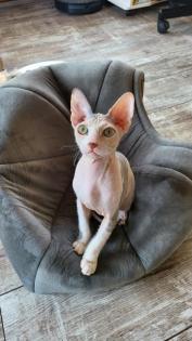 Sphynx Kitten