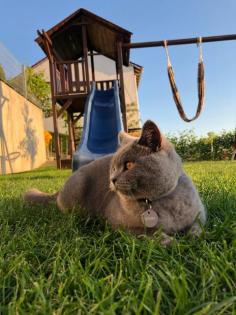 BKH Deckkater