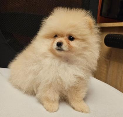 Zwergspitz/ Pomeranian