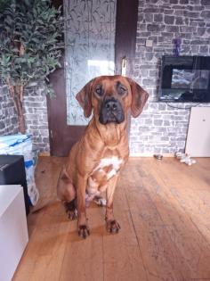 Rhodesian Ridgeback welpen