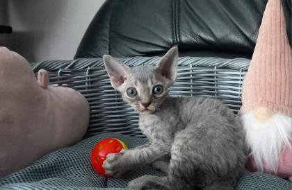 Cattery of Lovely Rascals
