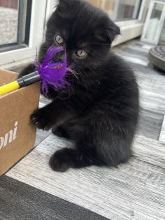 2 süße Kitten abzugeben in tierliebe Hände