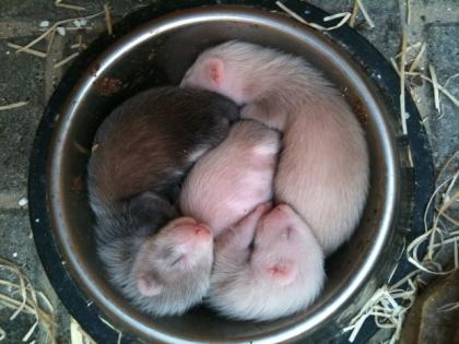 Frettchenbabys zu verkaufen