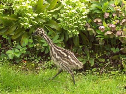 3 emu-kuken