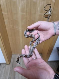 Boa constrictor Babys