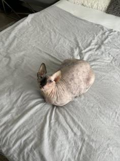 Sphynx Katze Misi fast 5 jahre alt