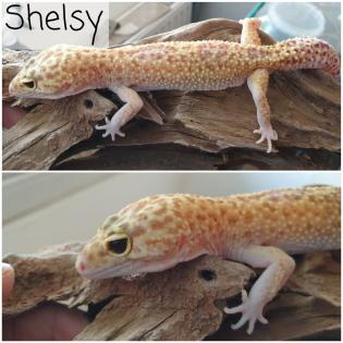 Leopardgecko von Privat