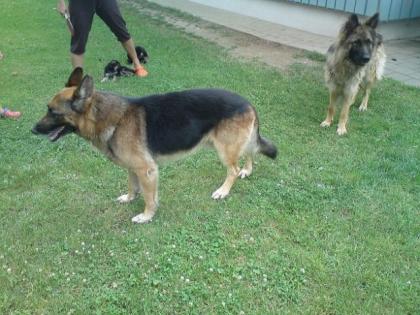 Reinrassige Schäferhundwelpen o. Papiere