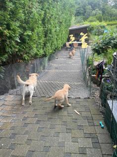 Unsere süßen Labrador Welpen