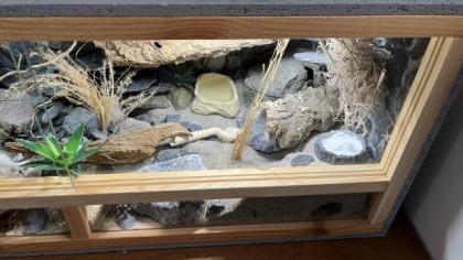 Leopardgecko Terrarium Zubehör