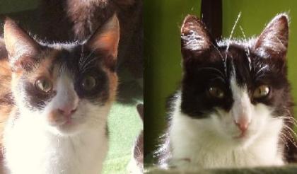 Julie und June gibt es eine gemeinsame Zukunft für zwei Katzenmädchen