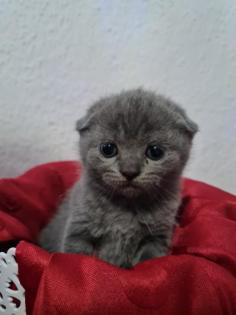 Süße Britisch Kurzhaar Kitten