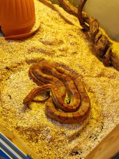 Kornnatter Pantherophis guttatus