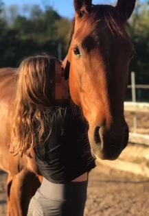 Quarter Horse Stute