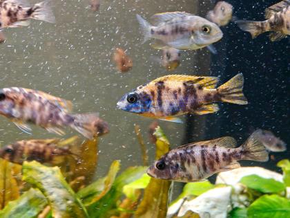 Malawi Buntbarsche Barsche Aquarium Fische Nachzuchten Jungtiere