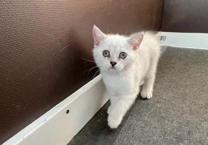 Abgabe bereite BKH blue point kitten Nur 1 männlich übrig