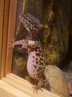 4 Leopardgeckodamen mit 2 Terrarien