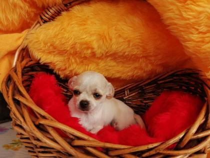 Süßer Chihuahua-Welpe