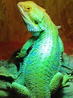 Bartagame Männchen